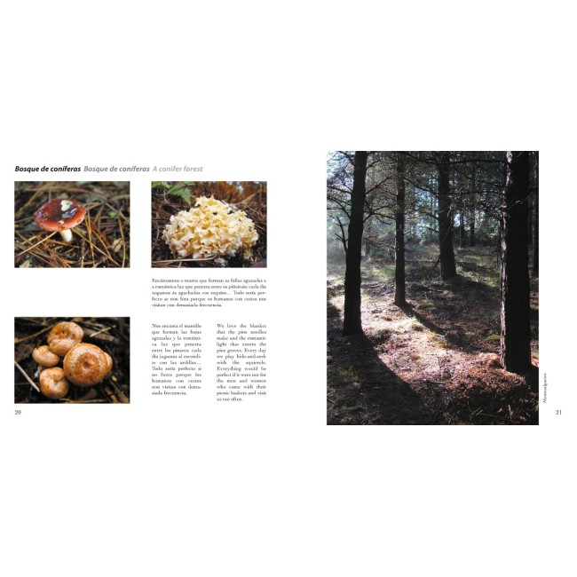 Ananiños do bosque 2