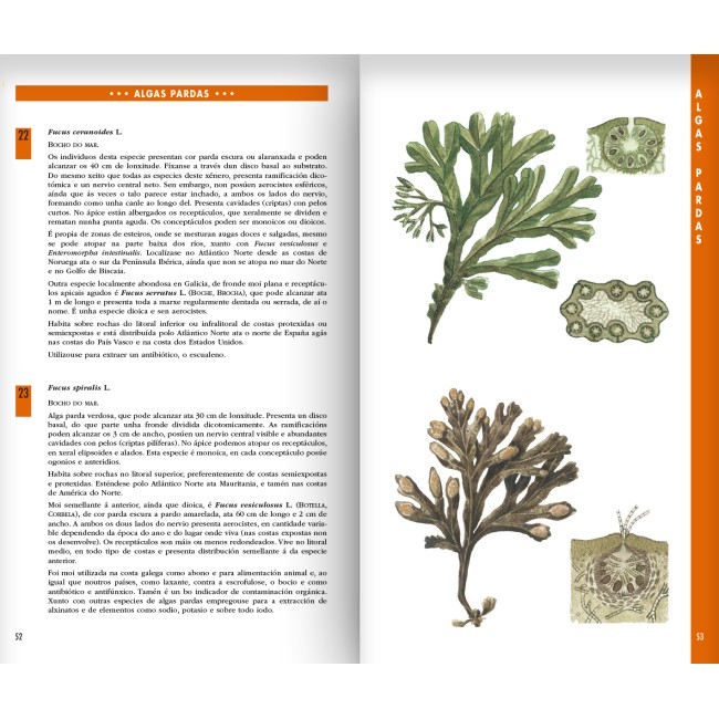 Guía das macroalgas de Galicia 2