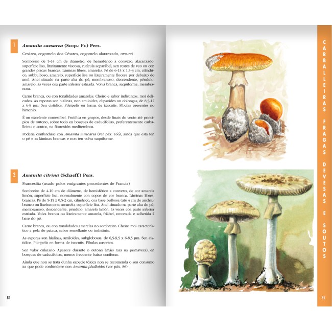 Guía micolóxica dos ecosistemas galegos 2